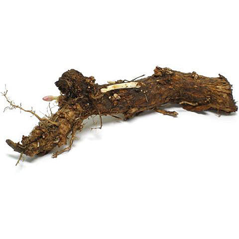 Hop Rhizomes - Chinook (In-Store Pick Up)